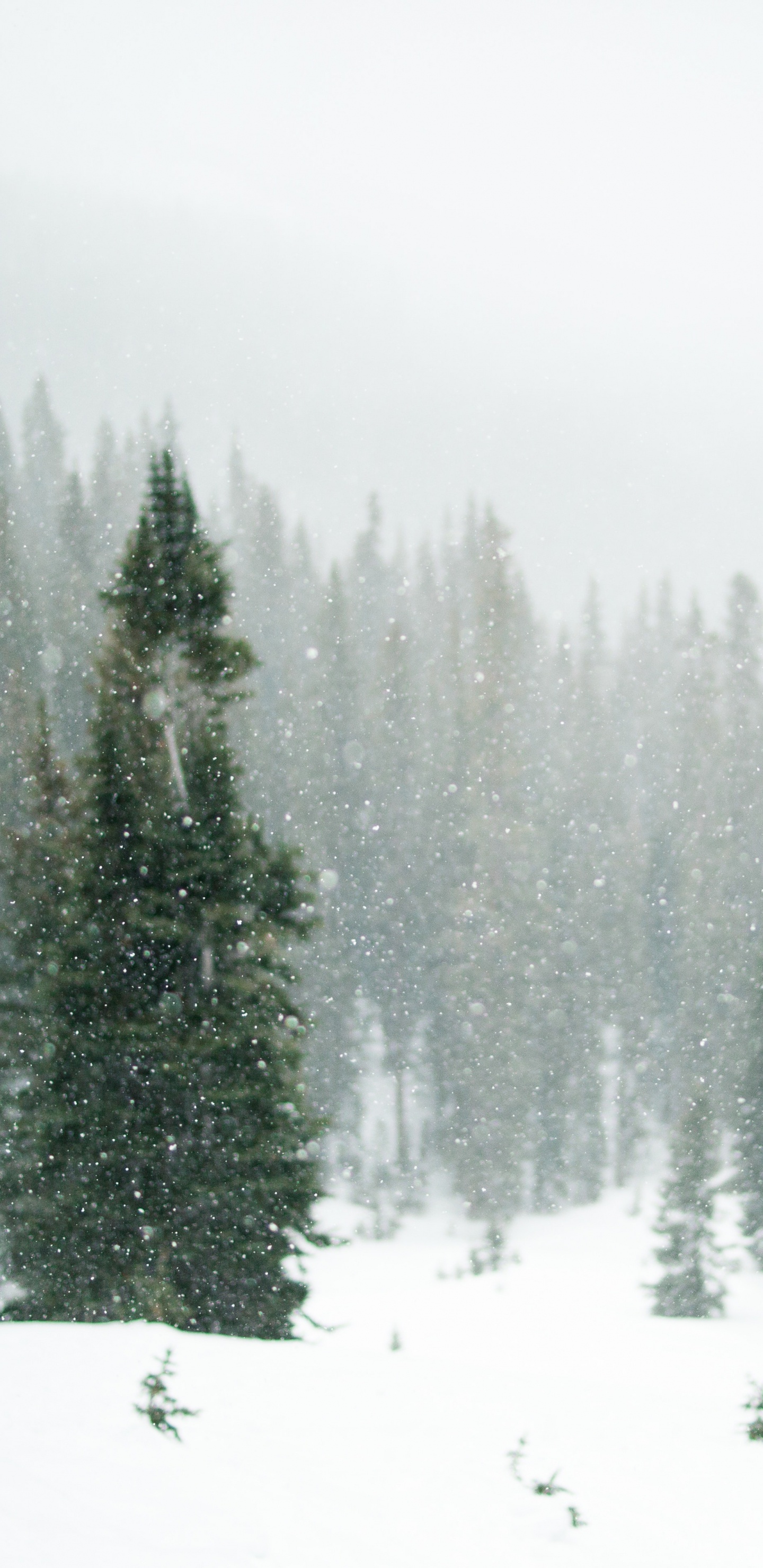 Обои дерево, снег, зима, лес, замораживание в разрешении 1440x2960