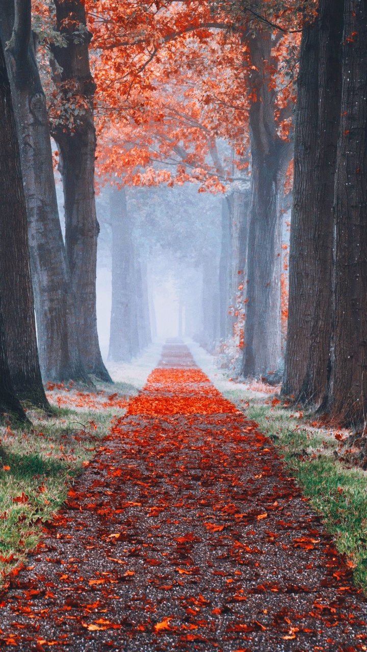 Обои растение, Люди в природе, ботаники, природный ландшафт, окружающая среда в разрешении 720x1280