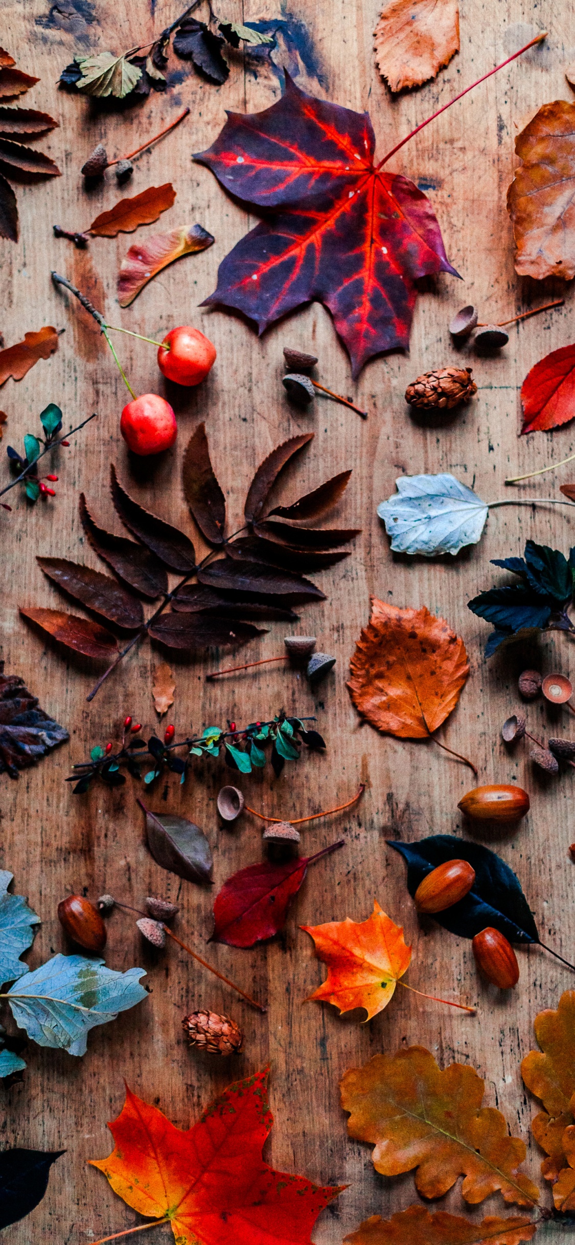 Обои лист, берег королевы, коричневый цвет, древесина, Оранжевый цвет в разрешении 1125x2436