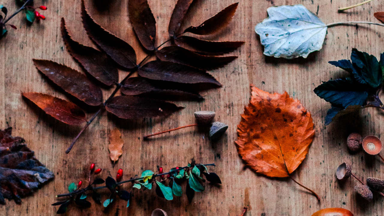 Обои лист, берег королевы, коричневый цвет, древесина, Оранжевый цвет в разрешении 1280x720