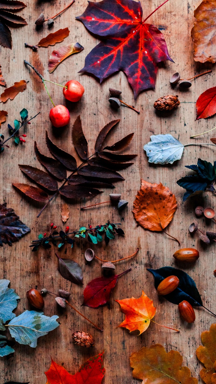 Обои лист, берег королевы, коричневый цвет, древесина, Оранжевый цвет в разрешении 720x1280