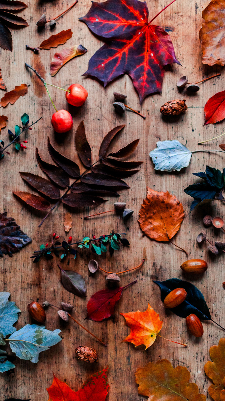 Обои лист, берег королевы, коричневый цвет, древесина, Оранжевый цвет в разрешении 750x1334