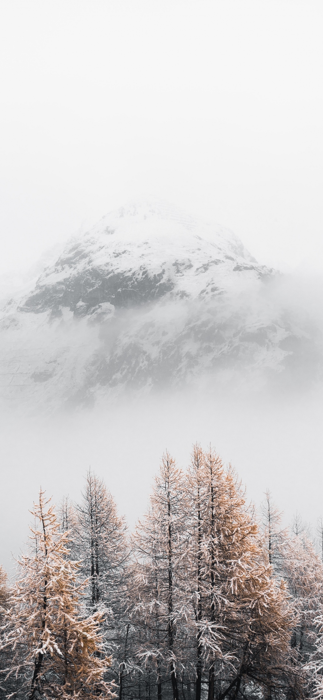 Обои снег, дерево, зима, облако, замораживание в разрешении 1125x2436