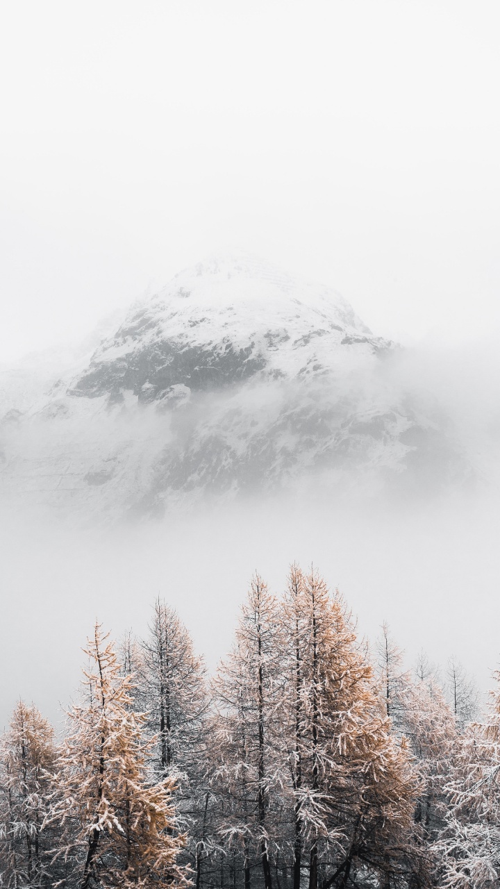 Обои снег, дерево, зима, облако, замораживание в разрешении 720x1280