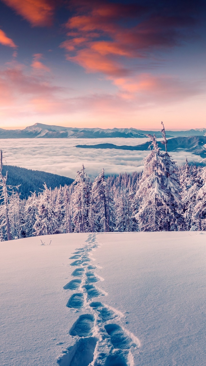 Обои зима, снег, природа, дерево, замораживание в разрешении 720x1280