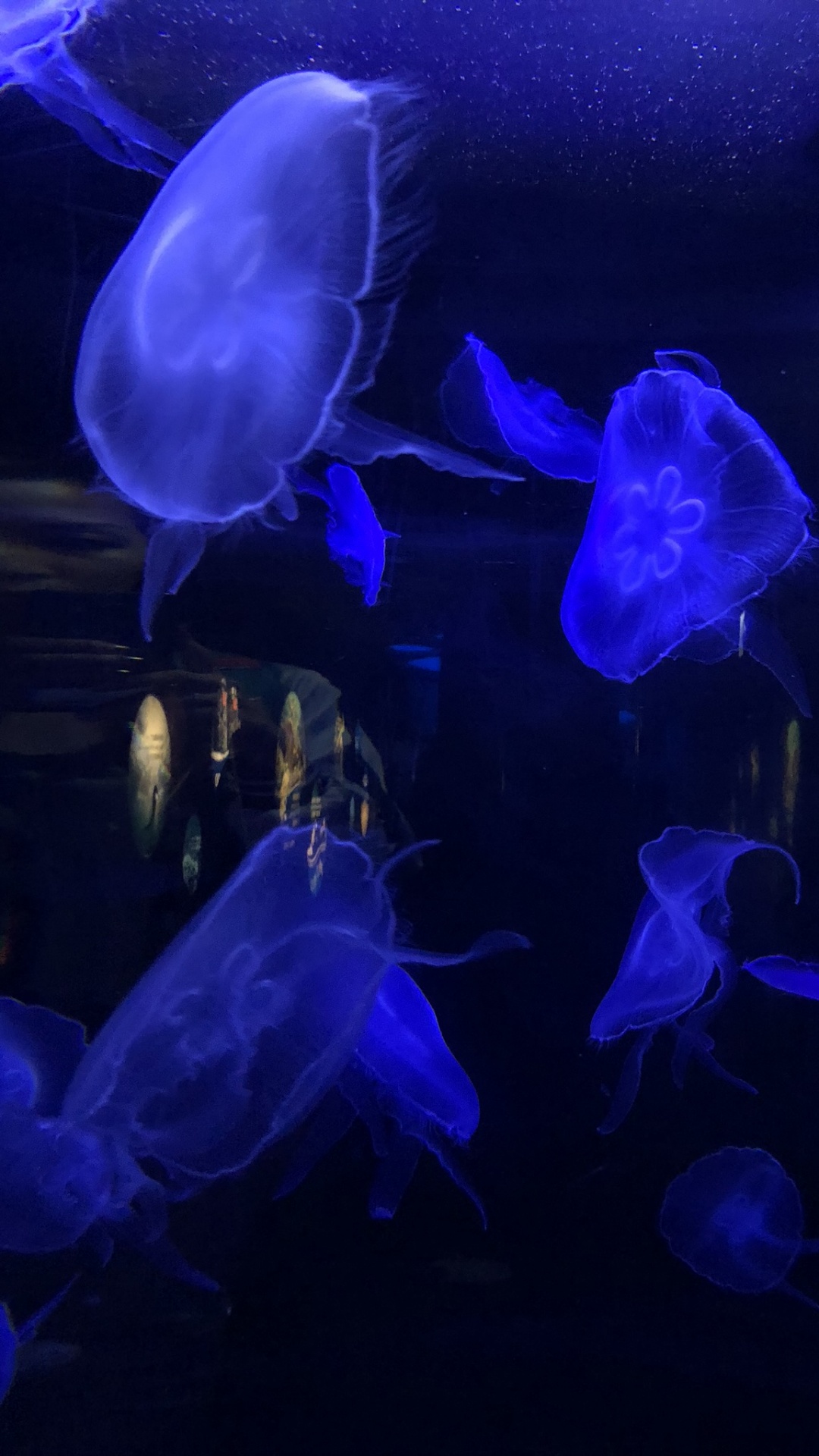 Обои Медуза, синий, подземные воды, электрик, биолюминесценция в разрешении 1080x1920