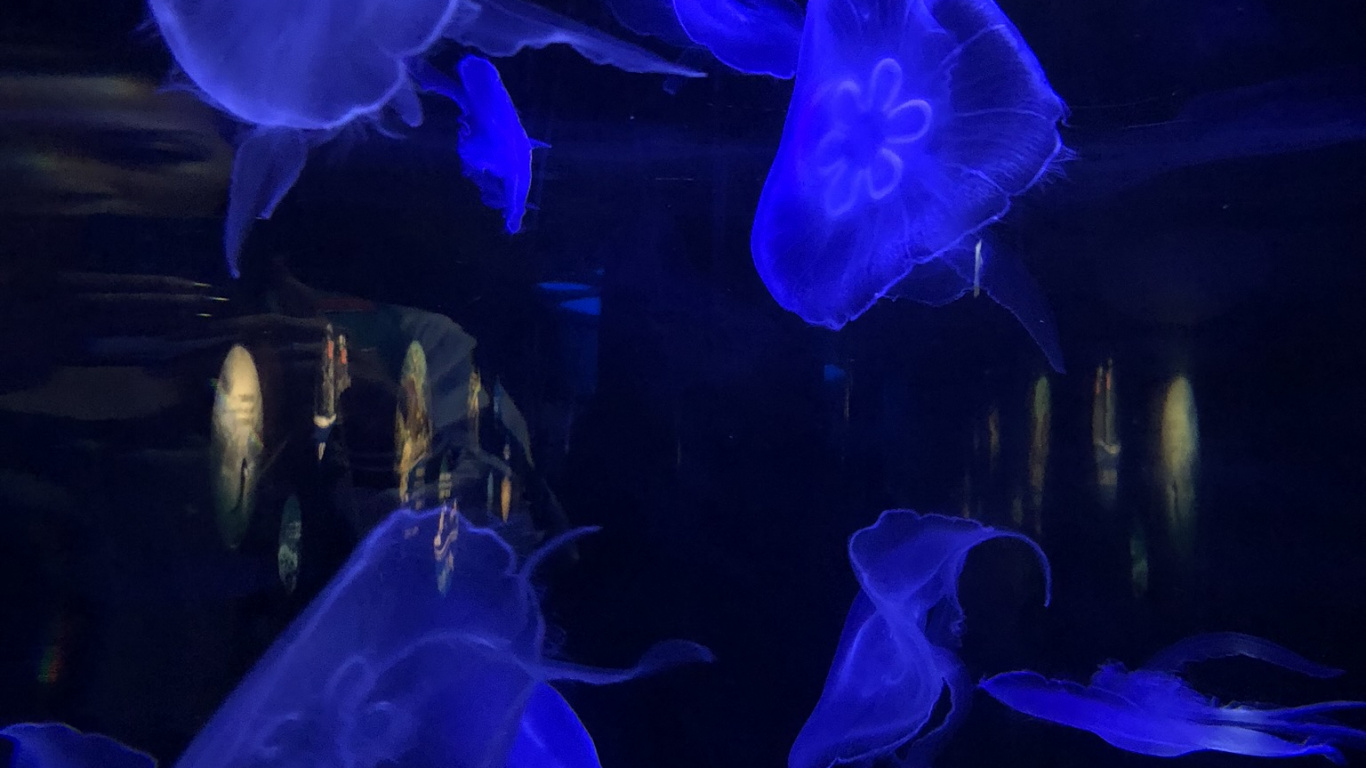 Обои Медуза, синий, подземные воды, электрик, биолюминесценция в разрешении 1366x768