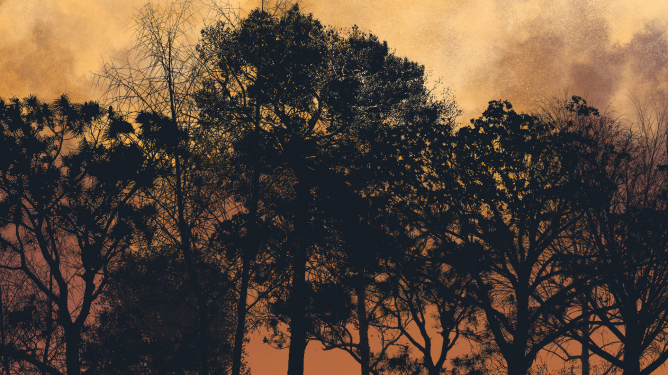 Обои дерево, природа, Оранжевый цвет, коричневый цвет, сумрак в разрешении 1366x768