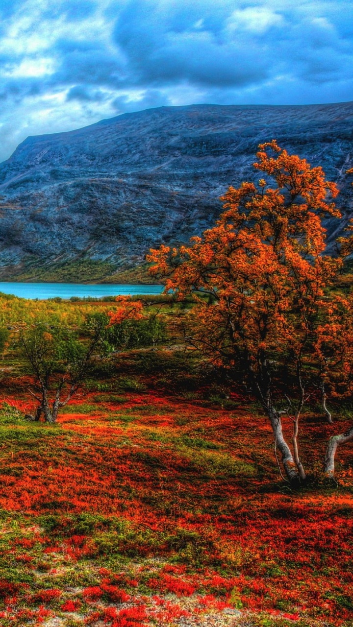 Обои природа, природный заповедник, тундра, нагорье, растительность в разрешении 720x1280