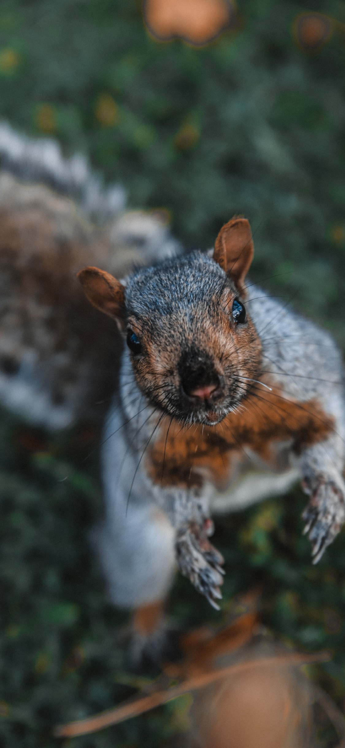 Обои морда, Восточная серая белка, живая природа, белка, трава в разрешении 1125x2436