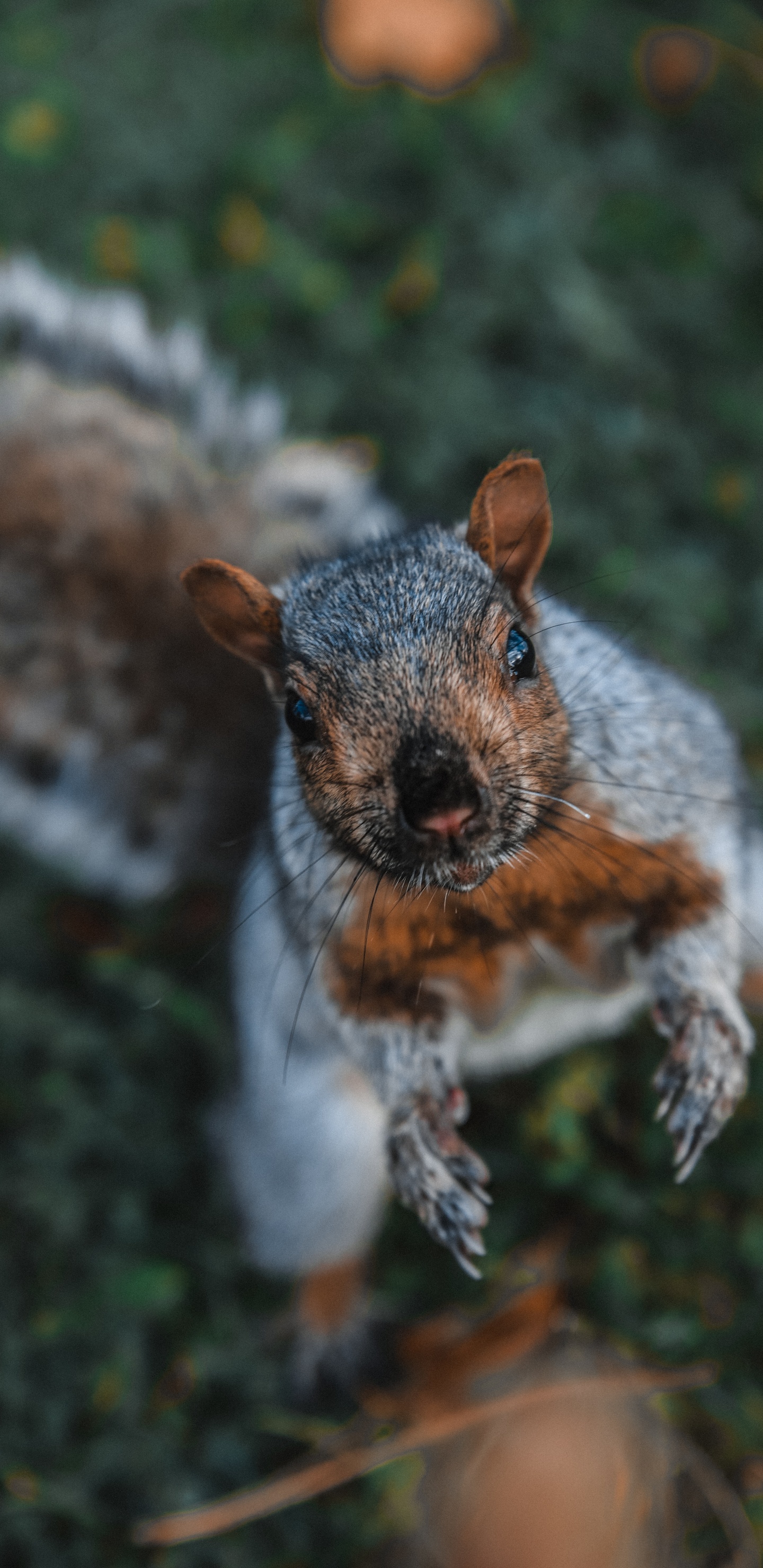 Обои морда, Восточная серая белка, живая природа, белка, трава в разрешении 1440x2960