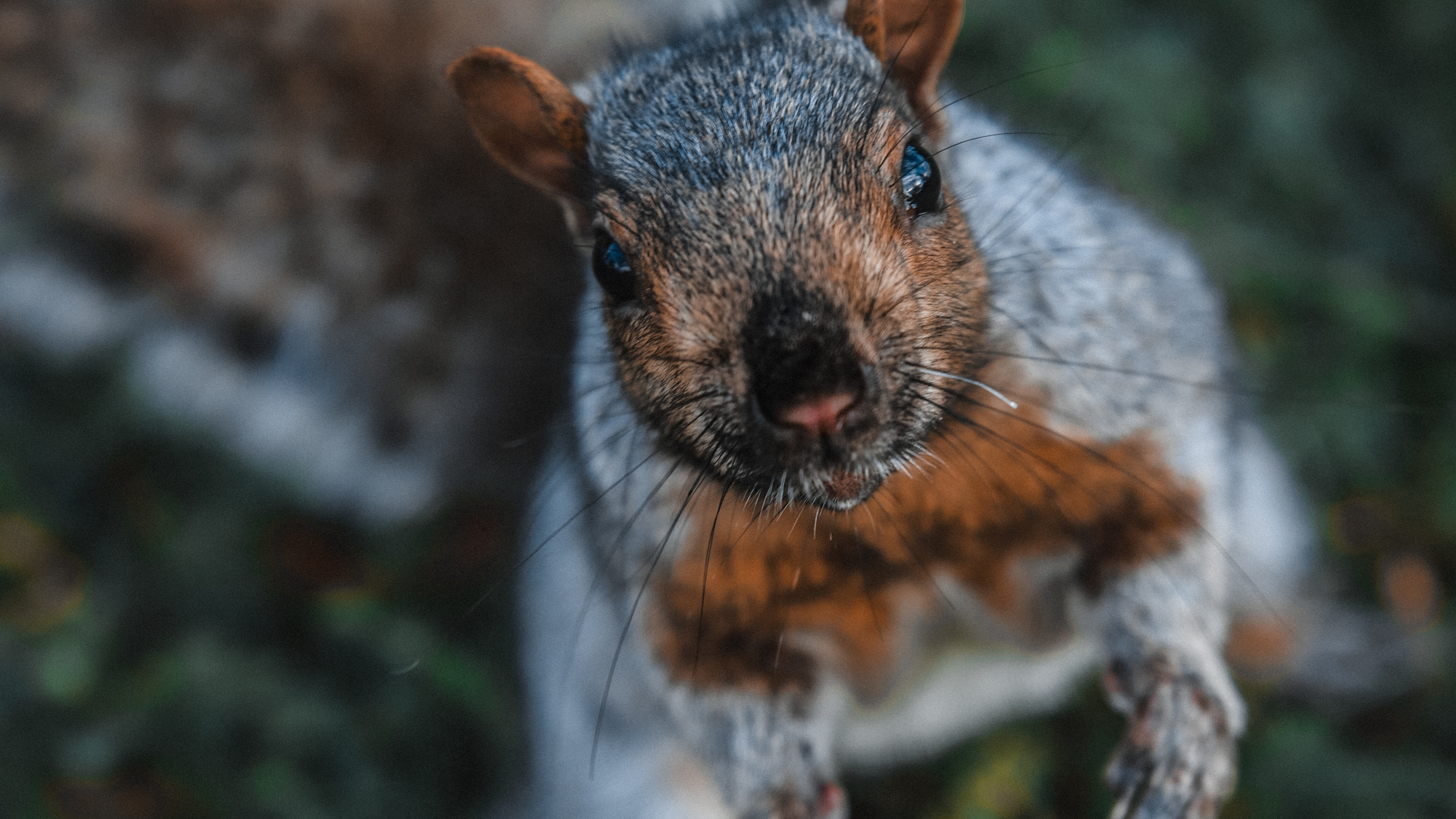 Обои морда, Восточная серая белка, живая природа, белка, трава в разрешении 3840x2160