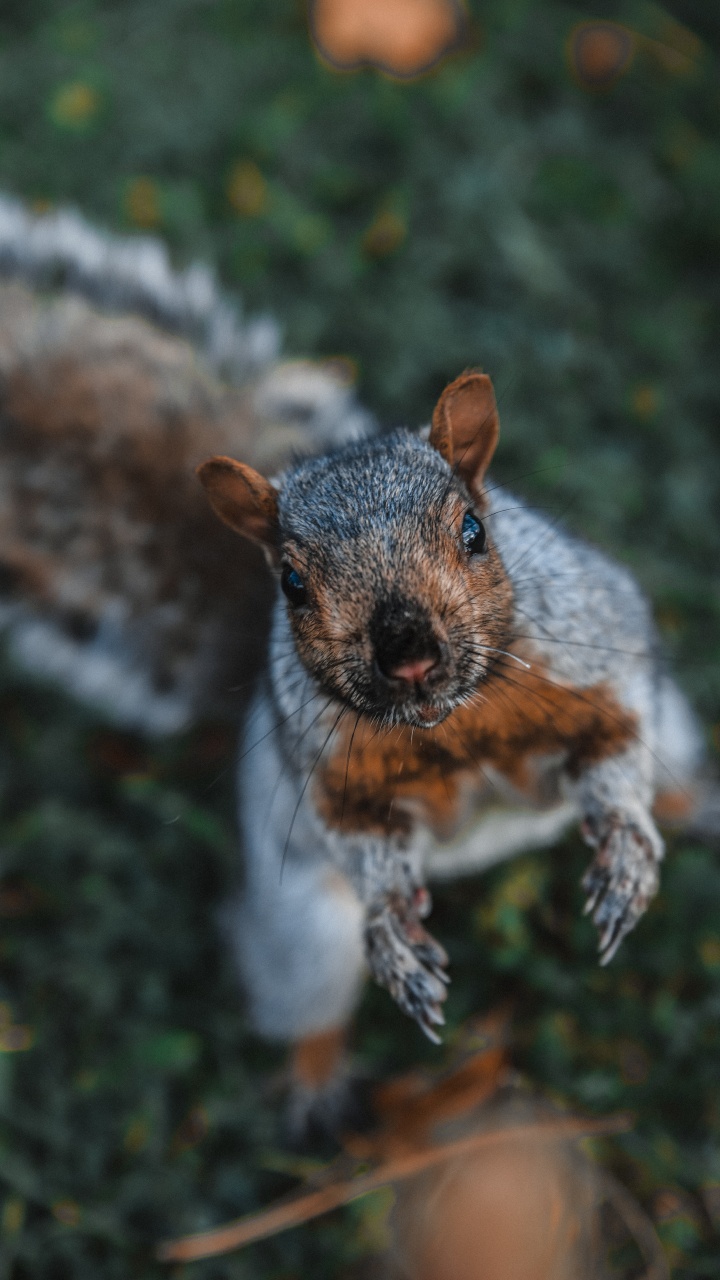 Обои морда, Восточная серая белка, живая природа, белка, трава в разрешении 720x1280