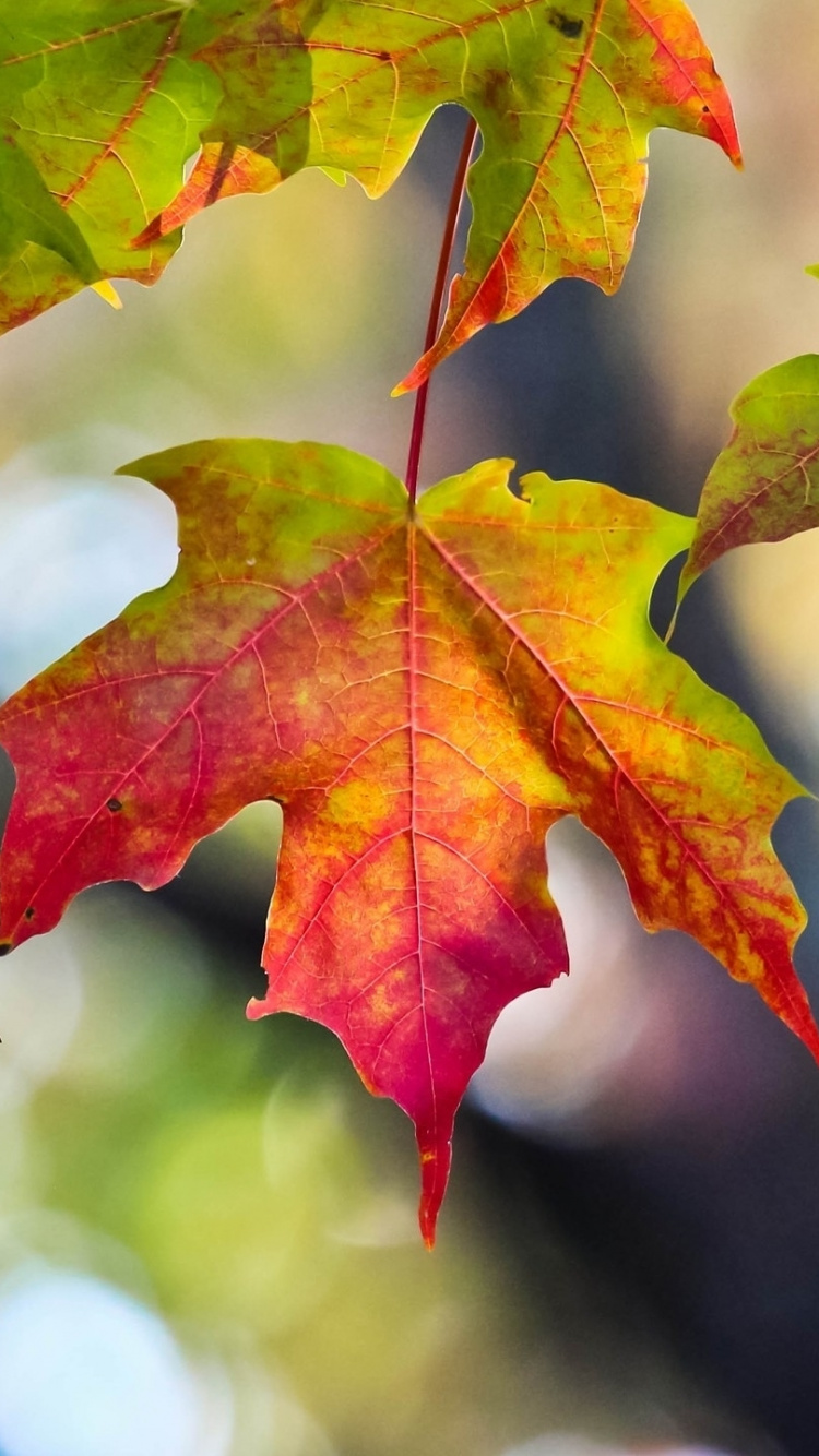 Обои лист, кленовый лист, ветвь, дерево, осень в разрешении 750x1334