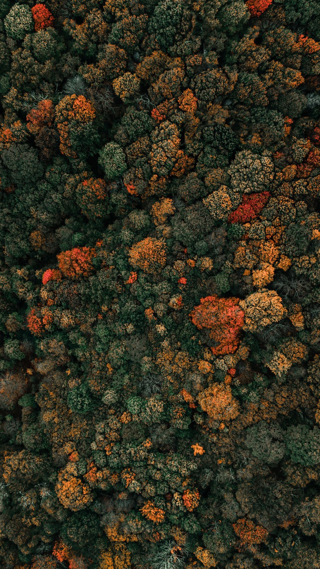 Обои дерево, цветок, растение, Апельсин, почвопокровная в разрешении 1080x1920