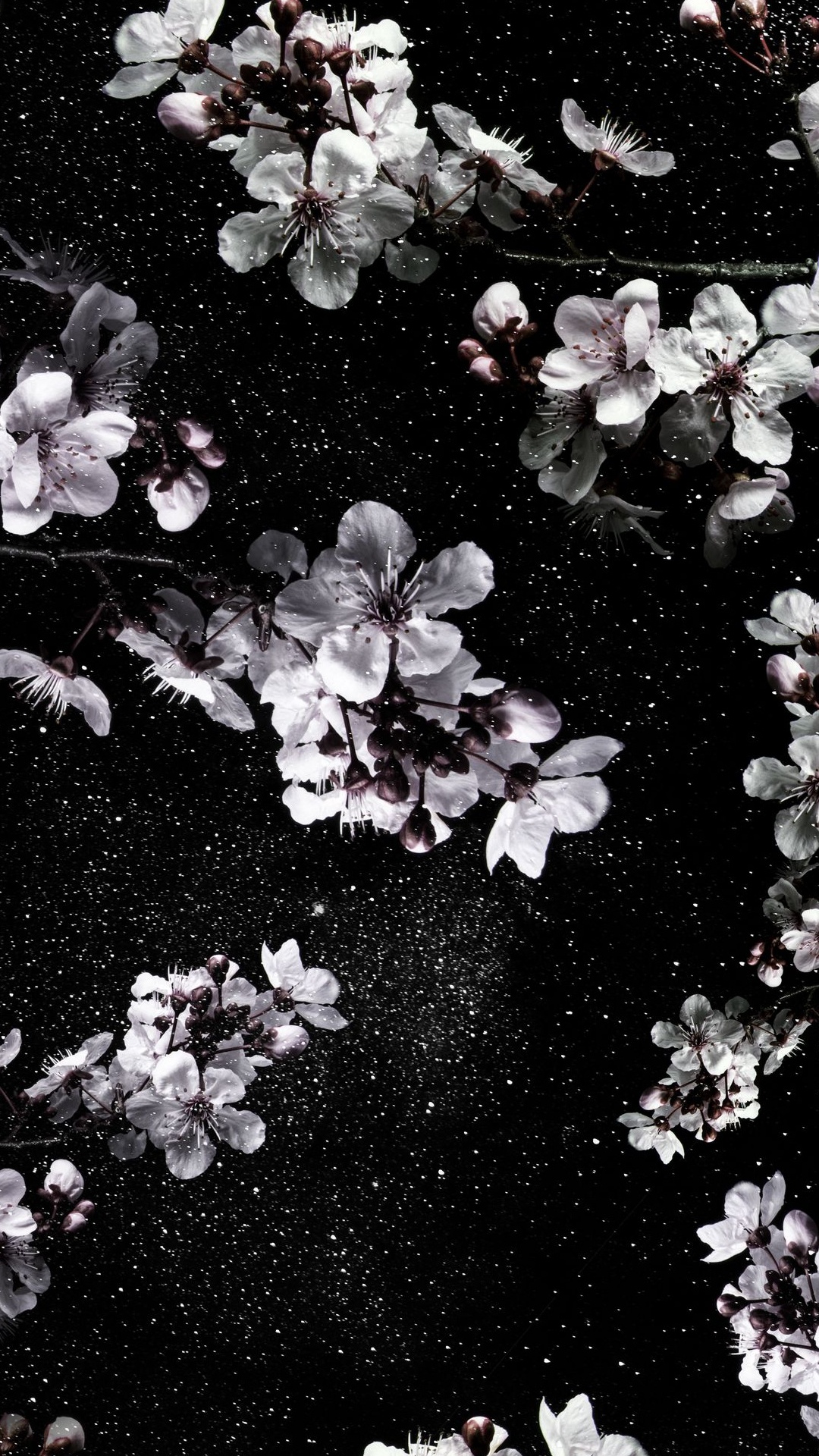 Обои Коран, цветок, белые, растение, лепесток в разрешении 1080x1920