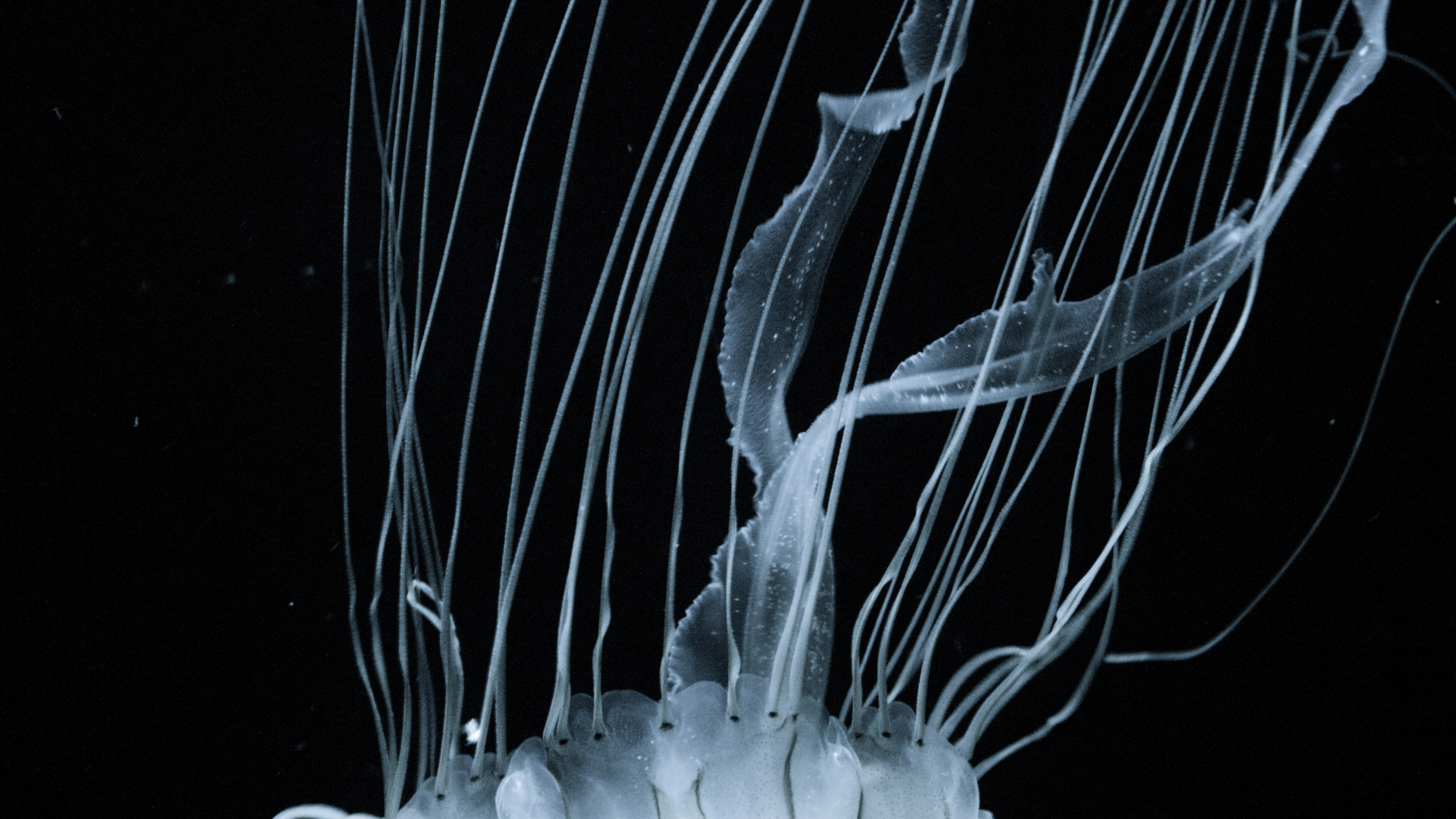 Обои Медуза, морские беспозвоночные, cnidaria, биолюминесценция, вода в разрешении 3840x2160