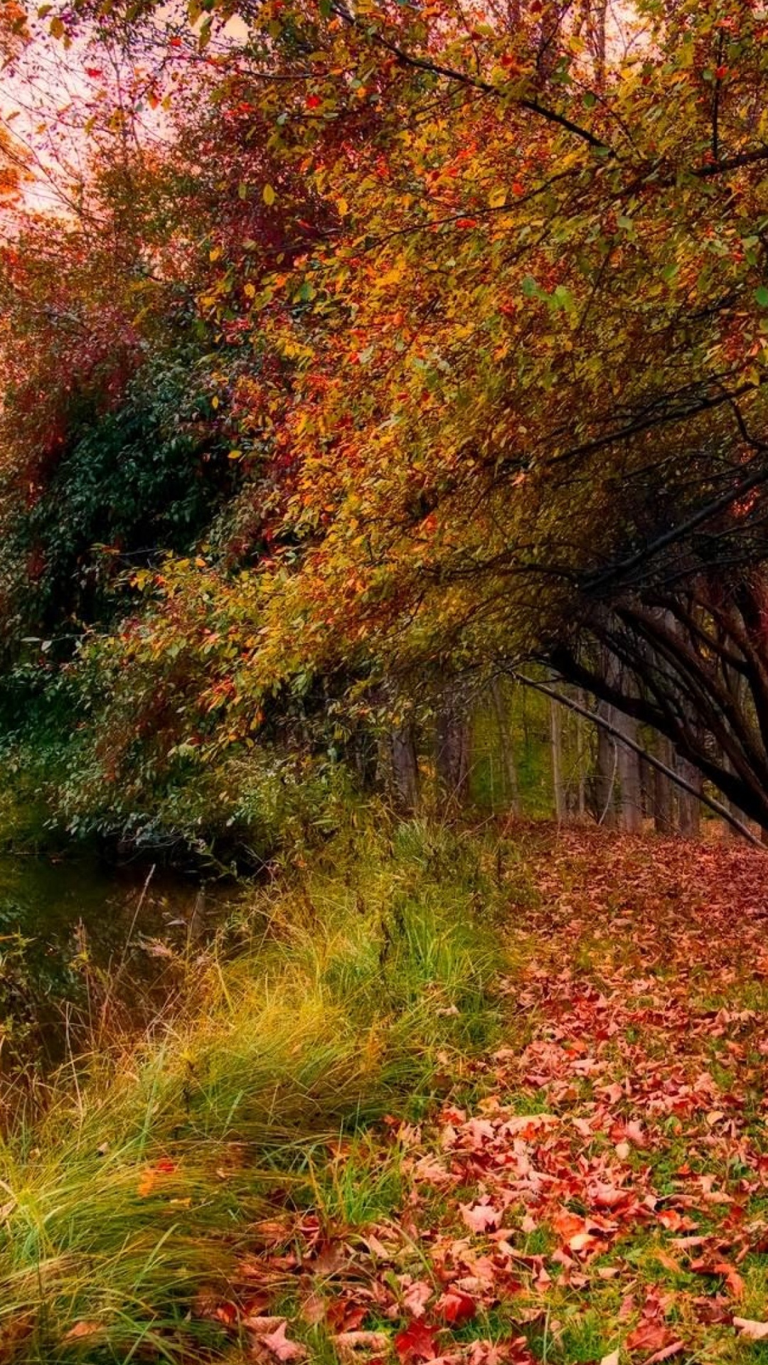 Обои природа, лист, листопадные, осень, лесистая местность в разрешении 1080x1920