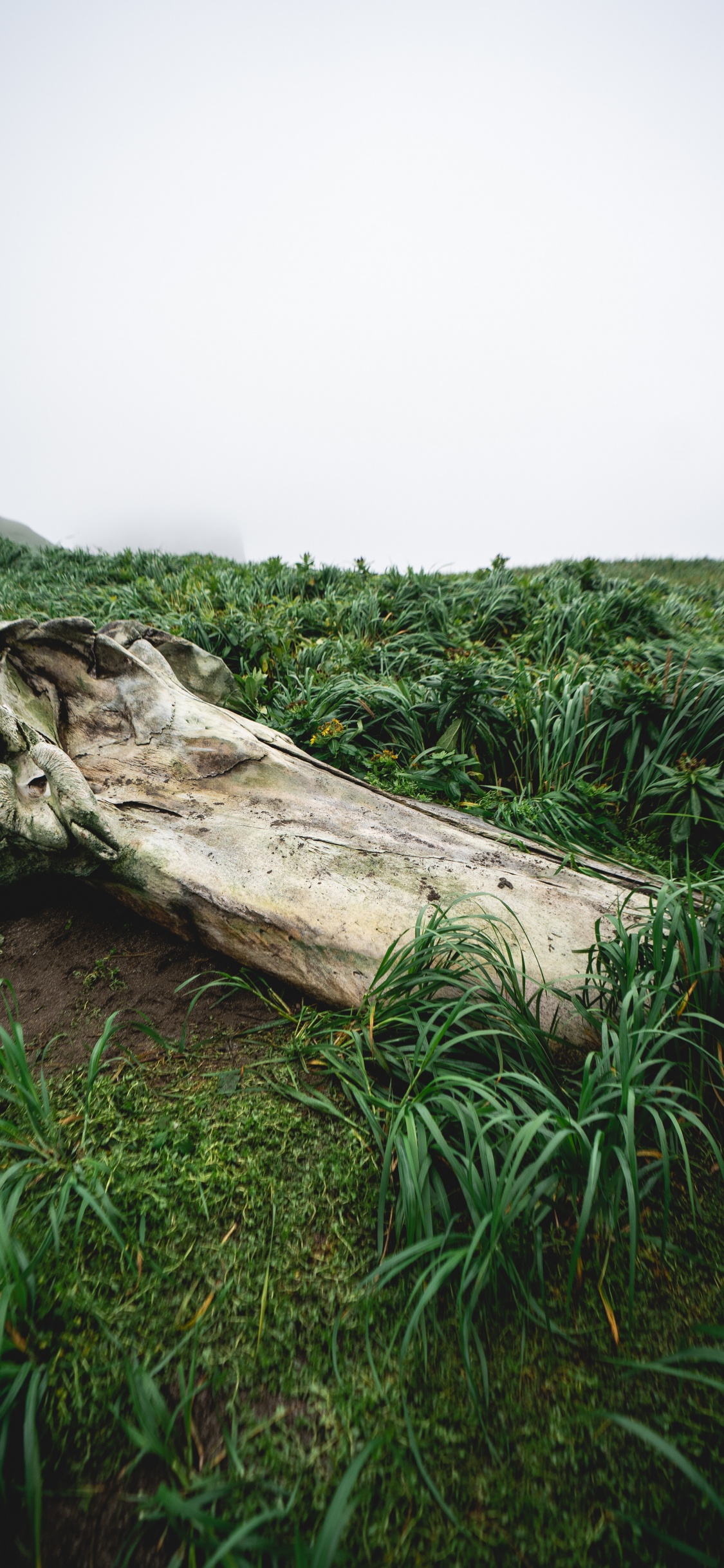 Обои растительность, растение, древесина, природный ландшафт, наземное растение в разрешении 1125x2436