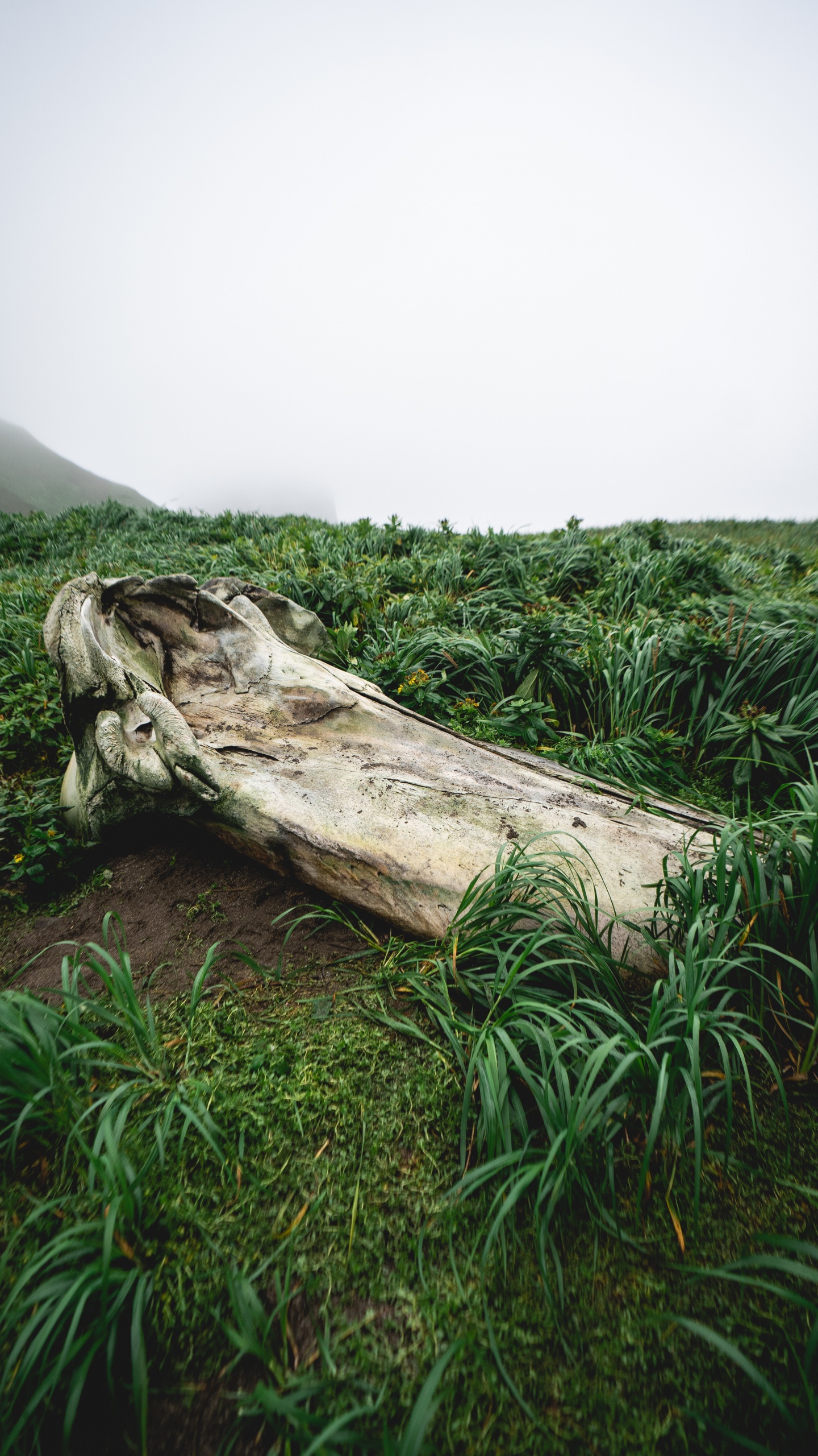 Обои растительность, растение, древесина, природный ландшафт, наземное растение в разрешении 1440x2560
