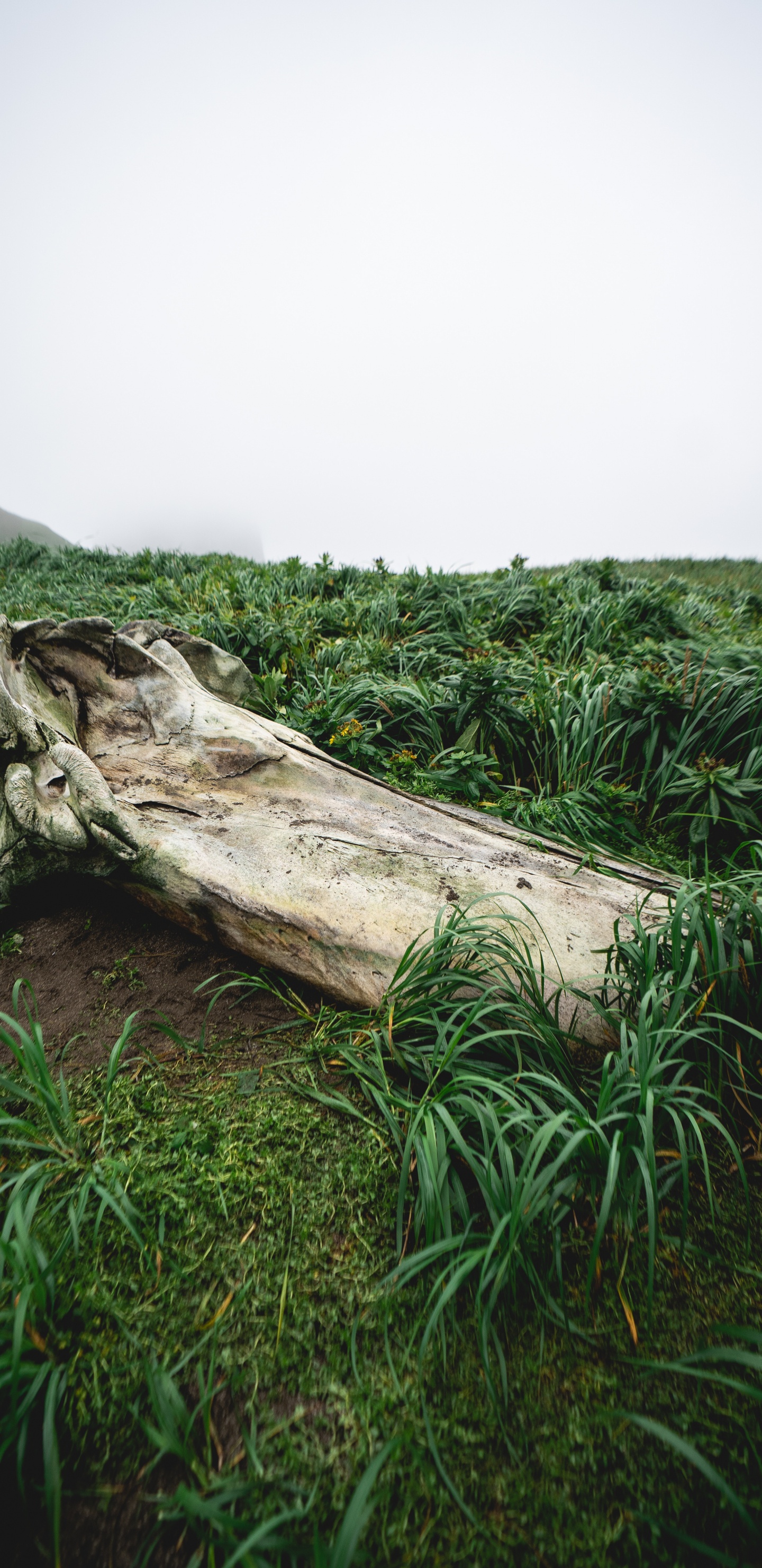 Обои растительность, растение, древесина, природный ландшафт, наземное растение в разрешении 1440x2960