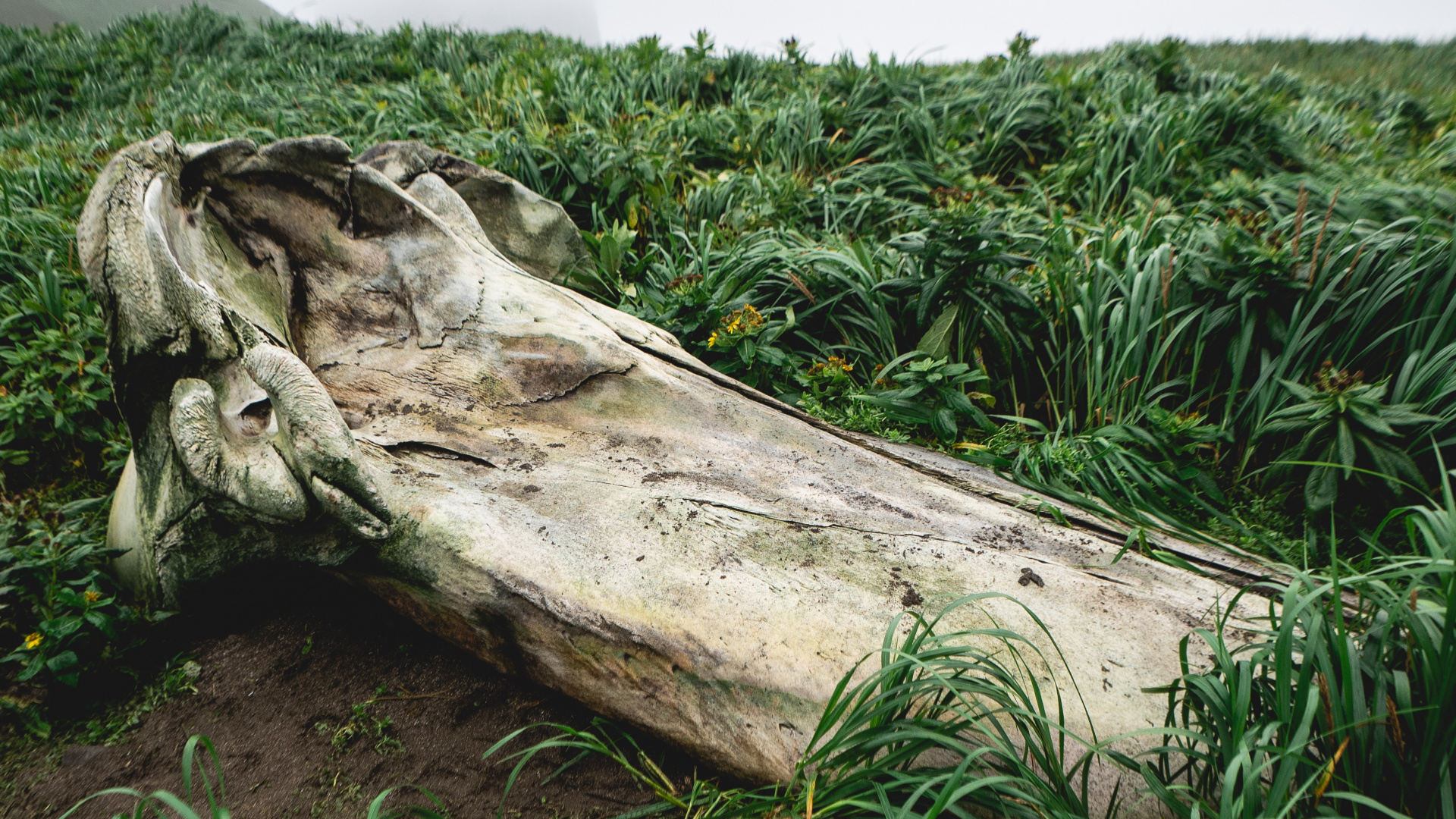 Обои растительность, растение, древесина, природный ландшафт, наземное растение в разрешении 1920x1080