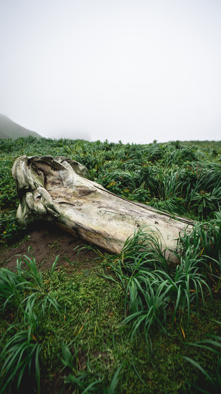 Обои растительность, растение, древесина, природный ландшафт, наземное растение в разрешении 750x1334
