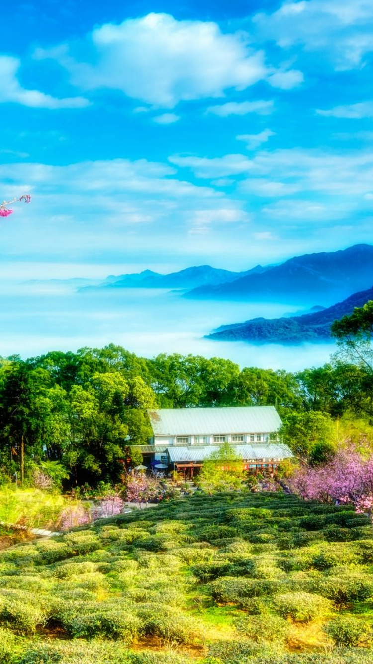 Обои Тайвань, весна, природа, цветок, дерево в разрешении 750x1334