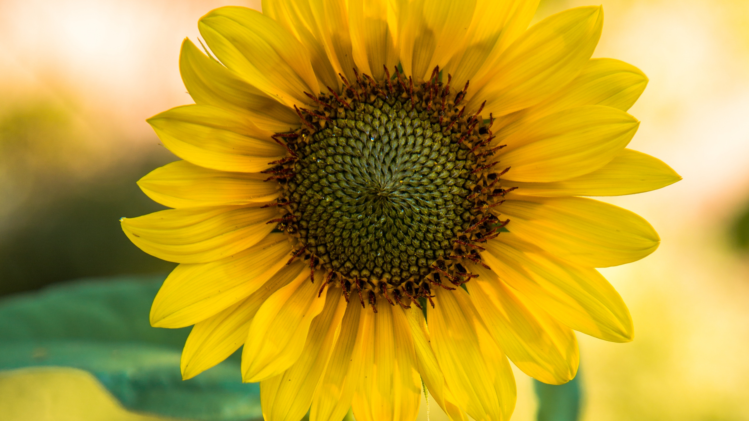 Обои цветок, цветковое растение, желтый, лепесток, растение в разрешении 2560x1440