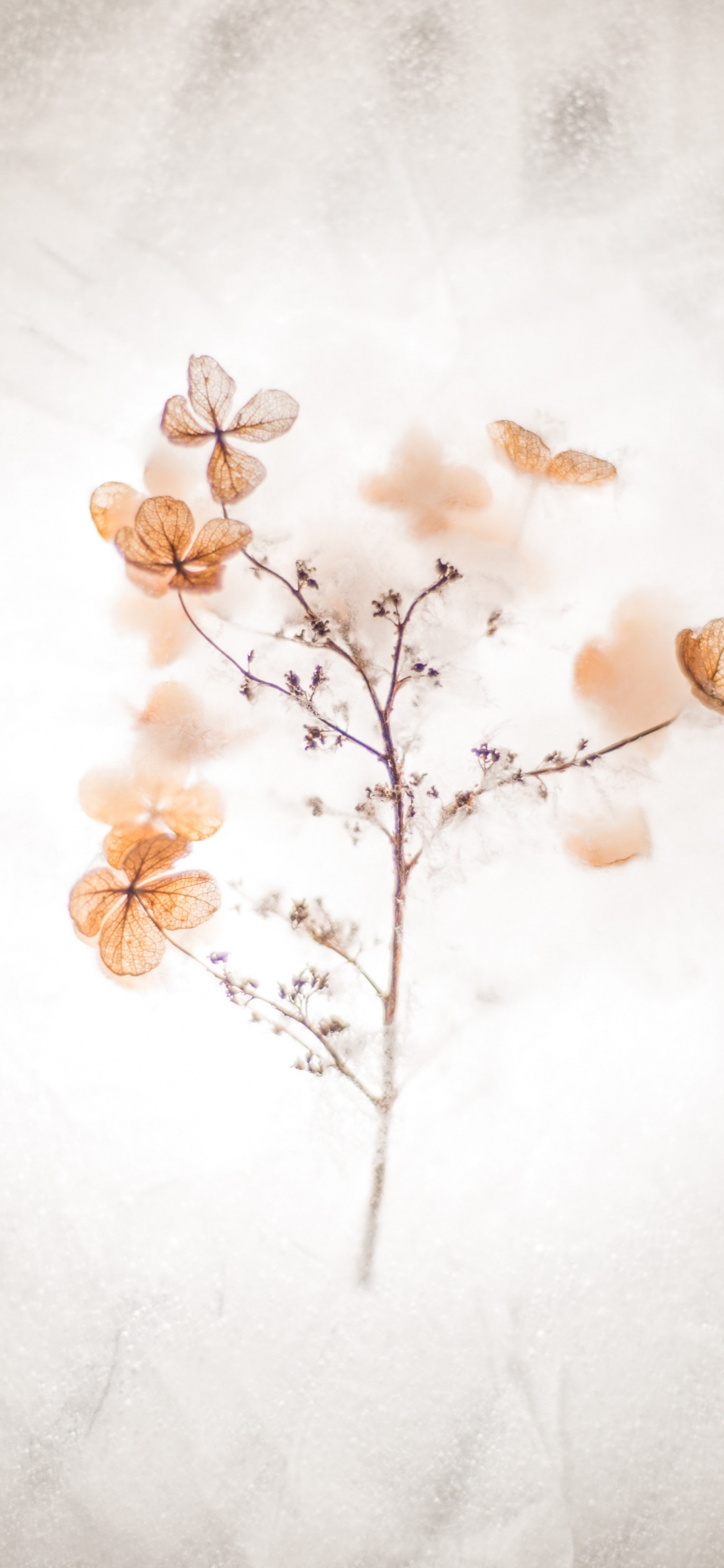 Обои мастер себя цитаты, вдохновляющая цитата, котировка, мотивационная цитата, коричневый цвет в разрешении 1125x2436