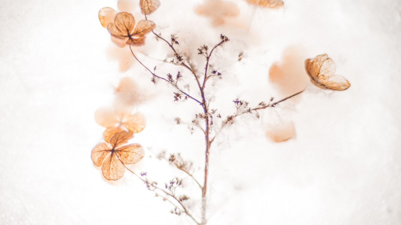 Обои мастер себя цитаты, вдохновляющая цитата, котировка, мотивационная цитата, коричневый цвет в разрешении 1280x720