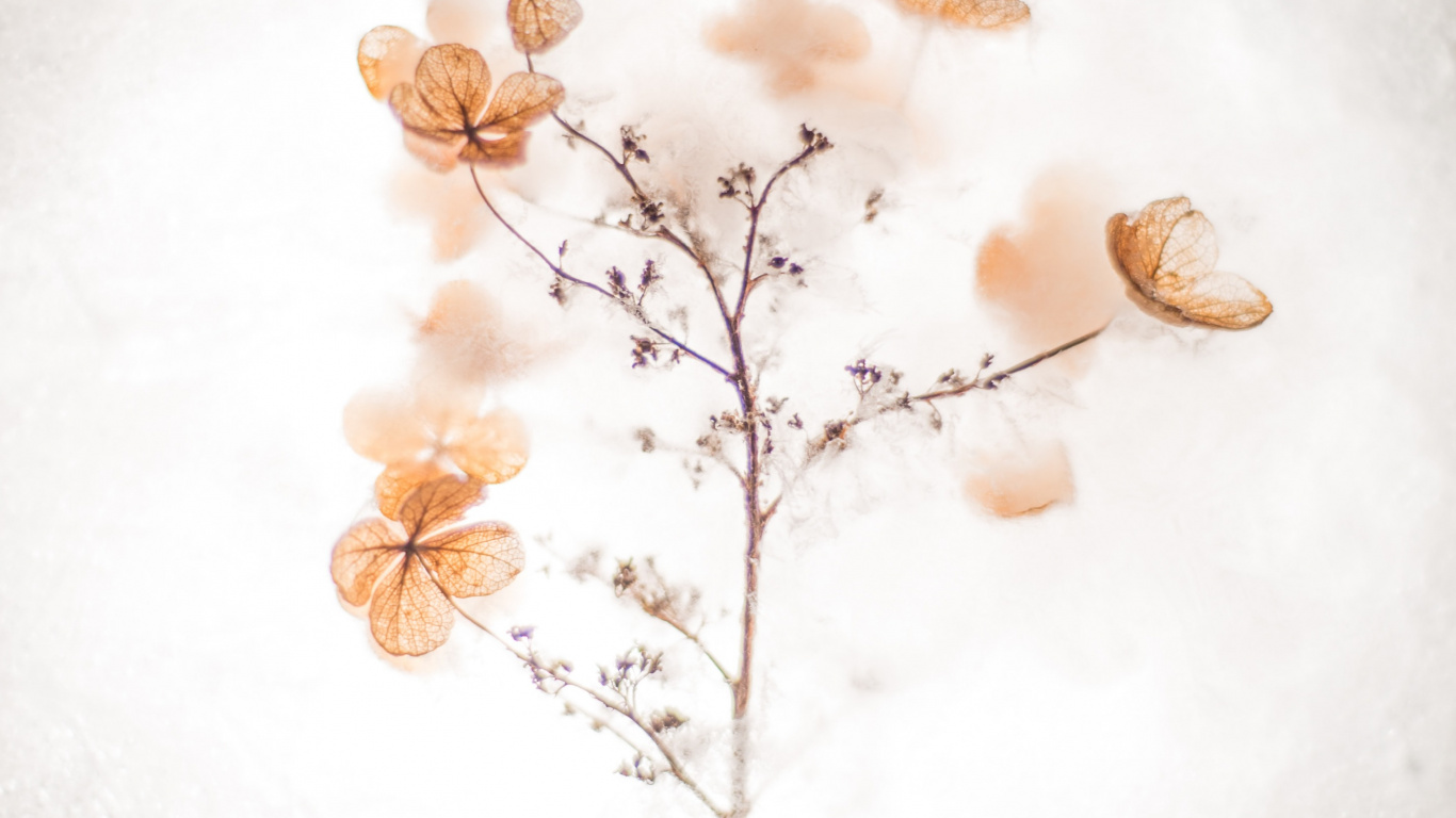 Обои мастер себя цитаты, вдохновляющая цитата, котировка, мотивационная цитата, коричневый цвет в разрешении 1366x768