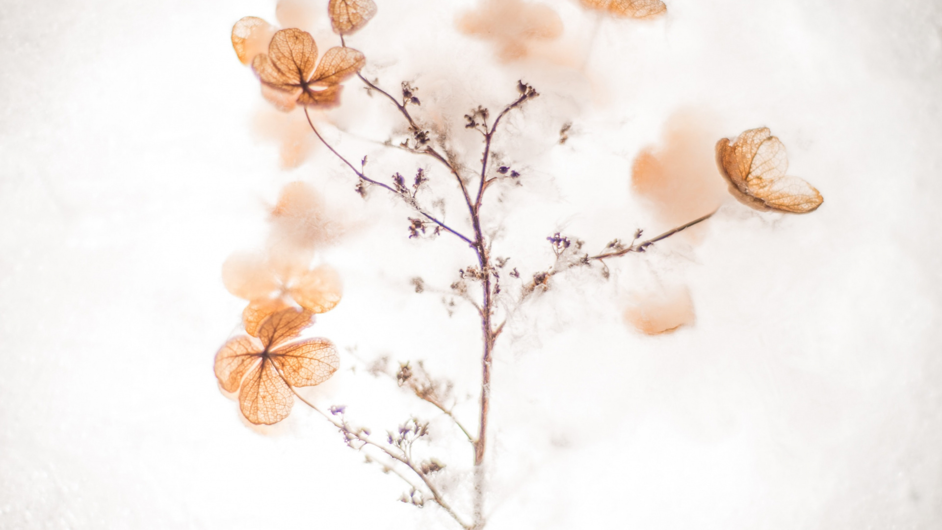 Обои мастер себя цитаты, вдохновляющая цитата, котировка, мотивационная цитата, коричневый цвет в разрешении 1920x1080