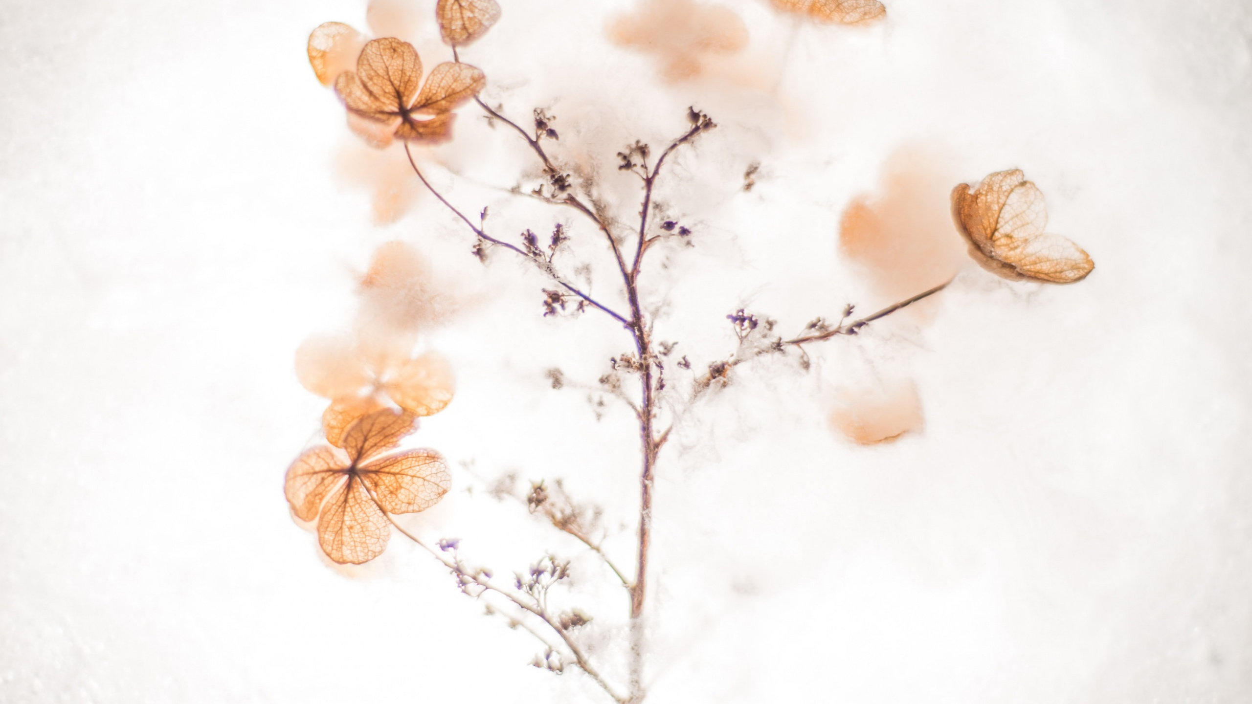 Обои мастер себя цитаты, вдохновляющая цитата, котировка, мотивационная цитата, коричневый цвет в разрешении 2560x1440