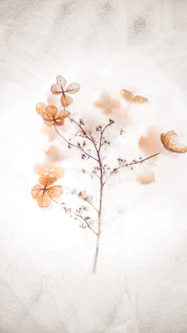 Обои мастер себя цитаты, вдохновляющая цитата, котировка, мотивационная цитата, коричневый цвет в разрешении 720x1280