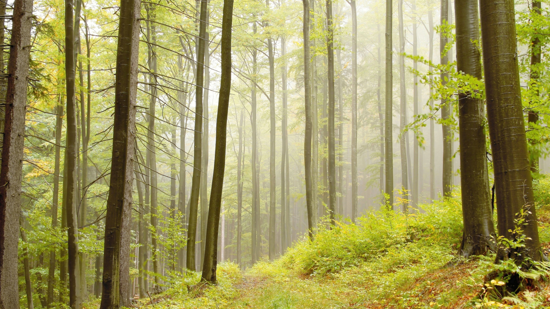 Обои Умеренный лиственный лес, лес, бук, листопадные, дерево в разрешении 1920x1080