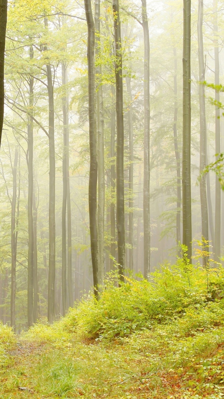 Обои Умеренный лиственный лес, лес, бук, листопадные, дерево в разрешении 720x1280