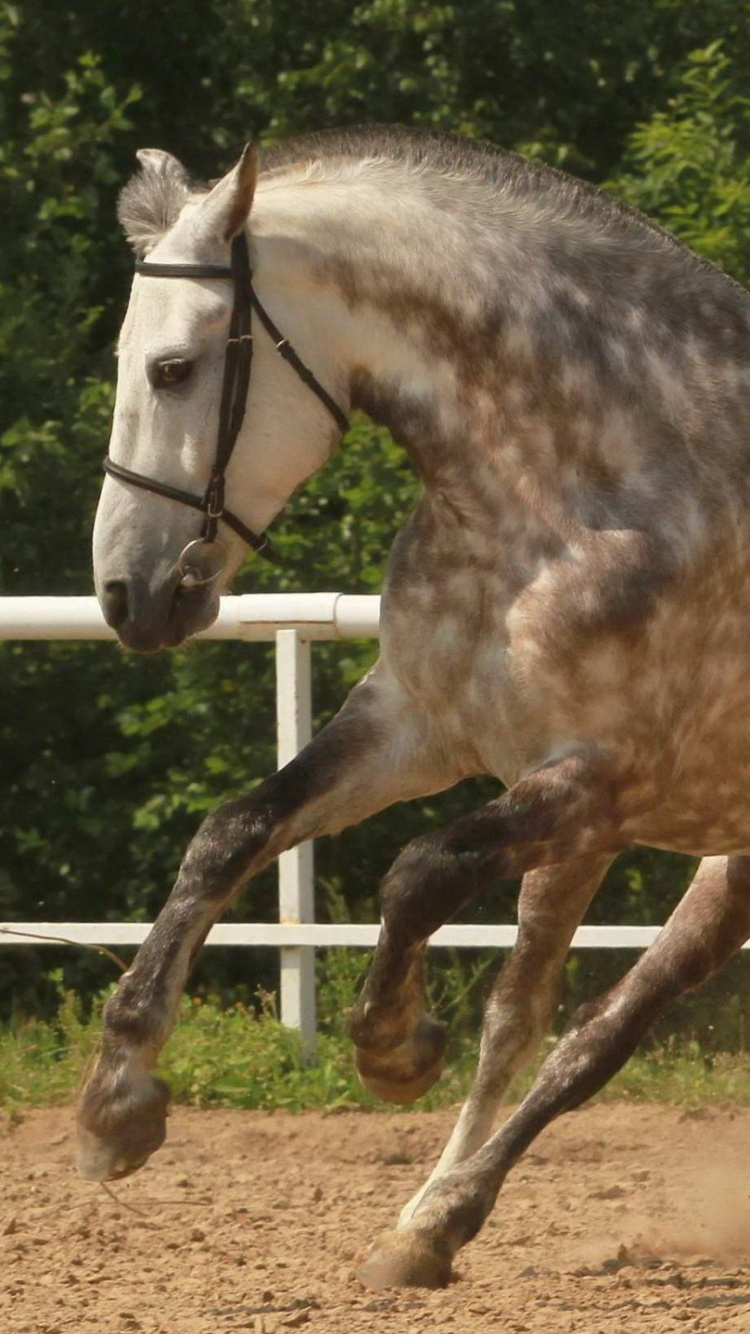 Обои уздечка, Мустанг, кобыла, Арабская лошадь, жеребец в разрешении 750x1334