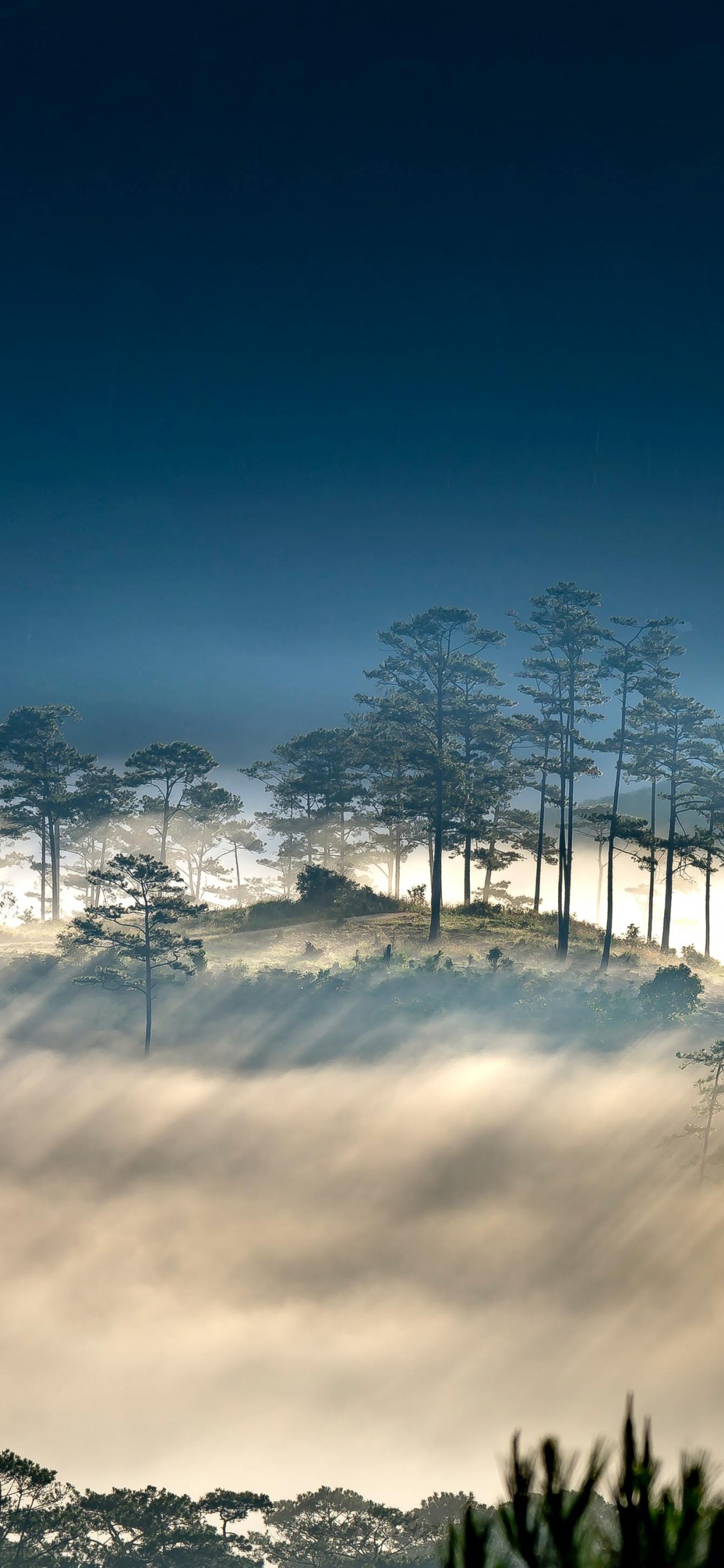 Обои векторная графика, иллюстрация, облако, атмосфера, растение в разрешении 1125x2436