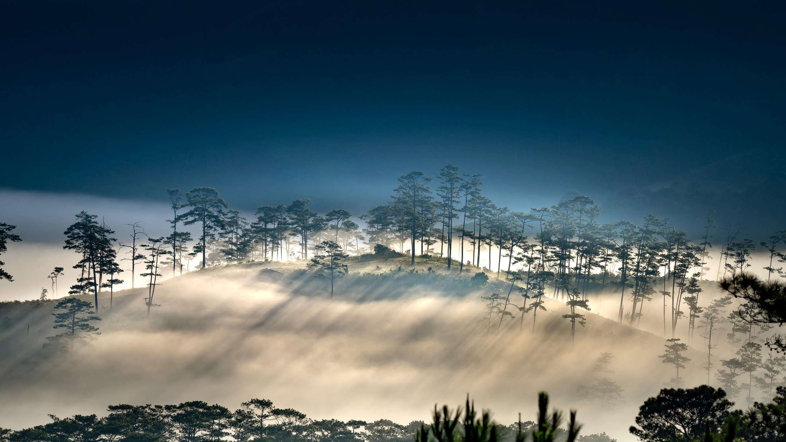 Обои векторная графика, иллюстрация, облако, атмосфера, растение в разрешении 2560x1440