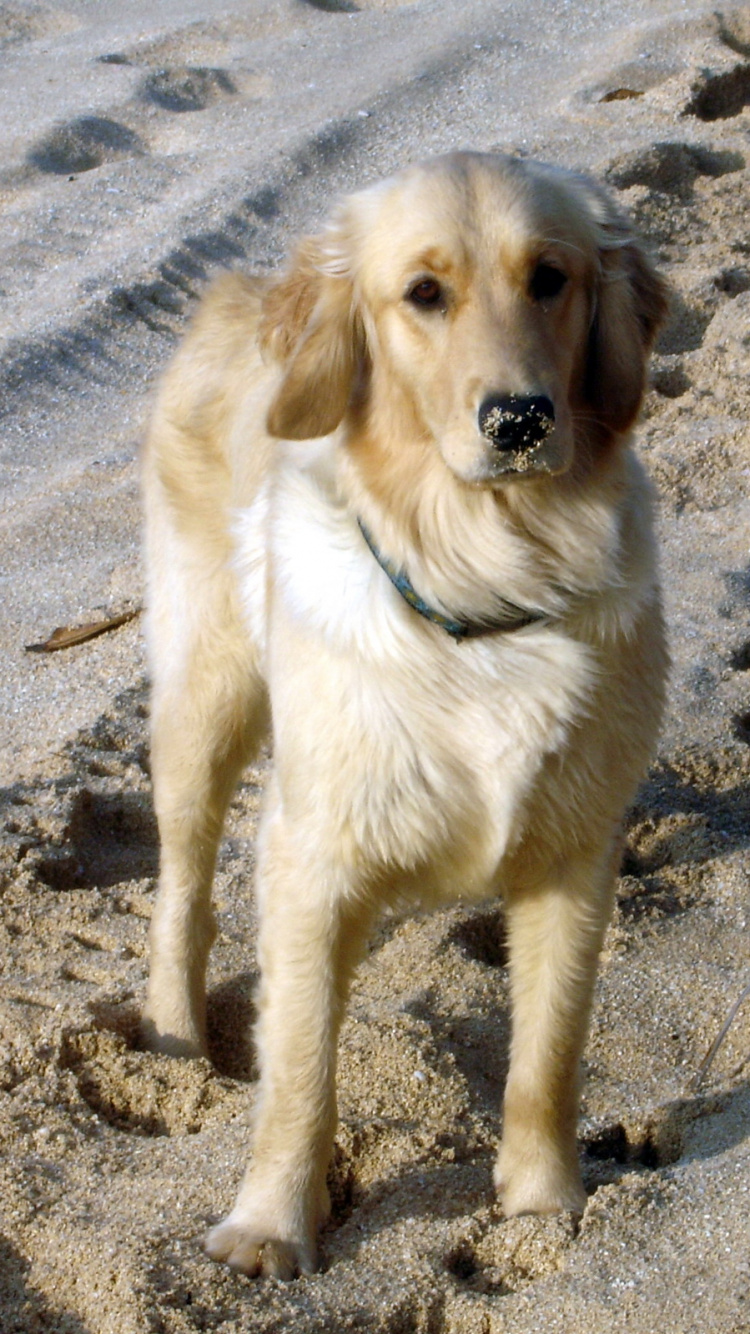 Обои золотистый ретривер, цвергшнауцер, собака породы, собака компаньон, животное в разрешении 750x1334