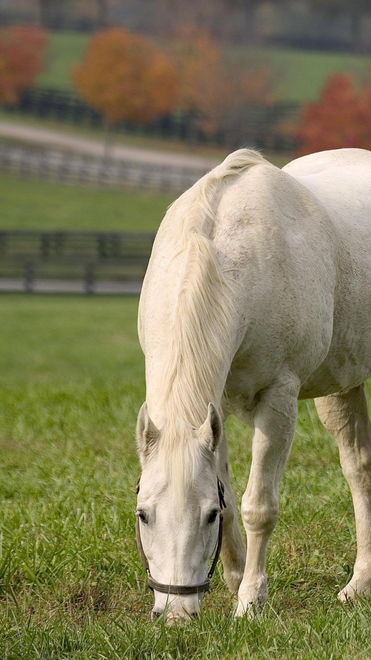 Обои кобыла, пастбище, грива, травы, экосистема в разрешении 750x1334