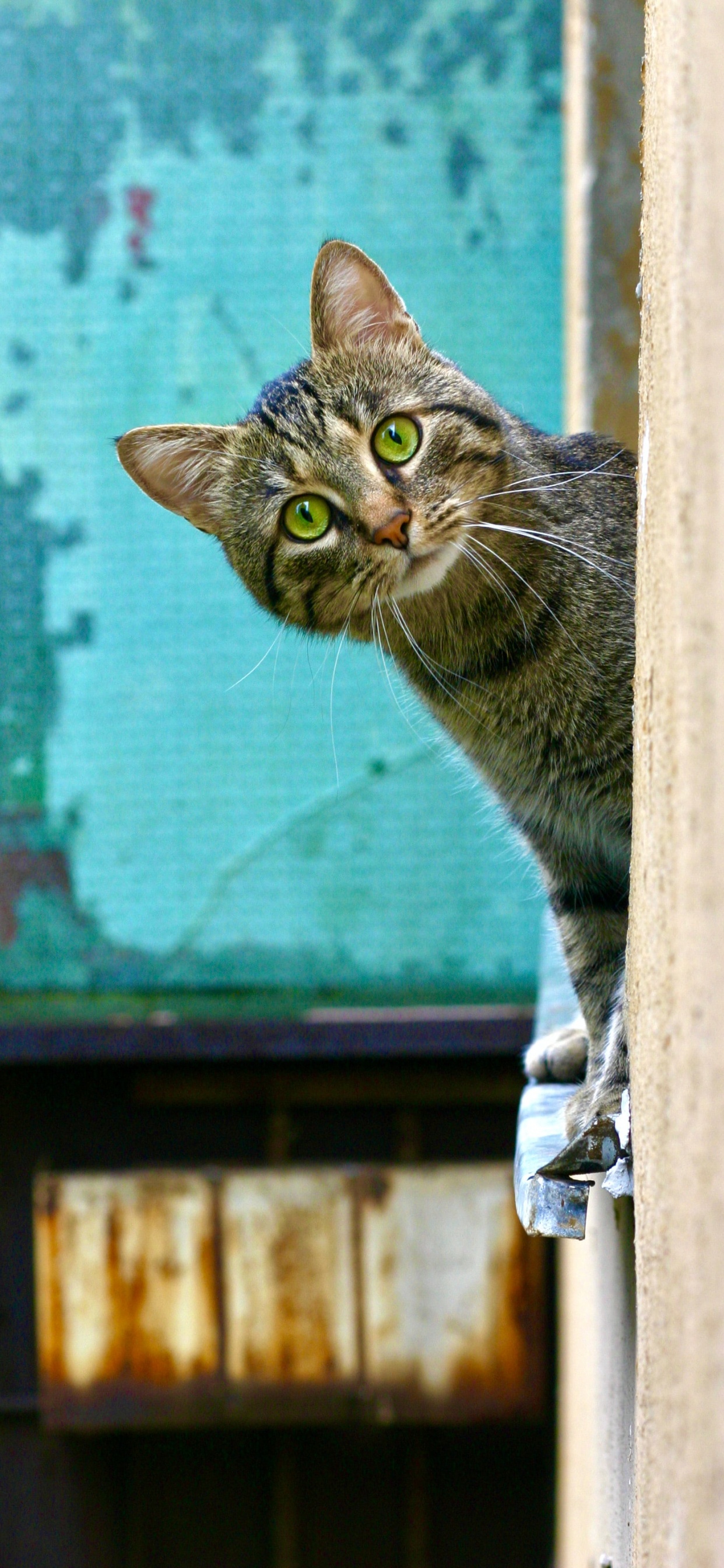 Обои кот, датский дог, кошачий корм, больница для животных трилби, мяуканье в разрешении 1242x2688