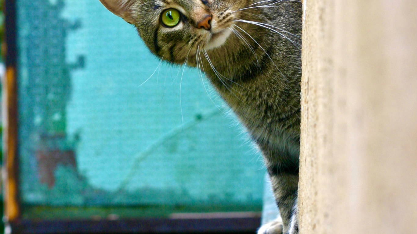 Обои кот, датский дог, кошачий корм, больница для животных трилби, мяуканье в разрешении 1366x768