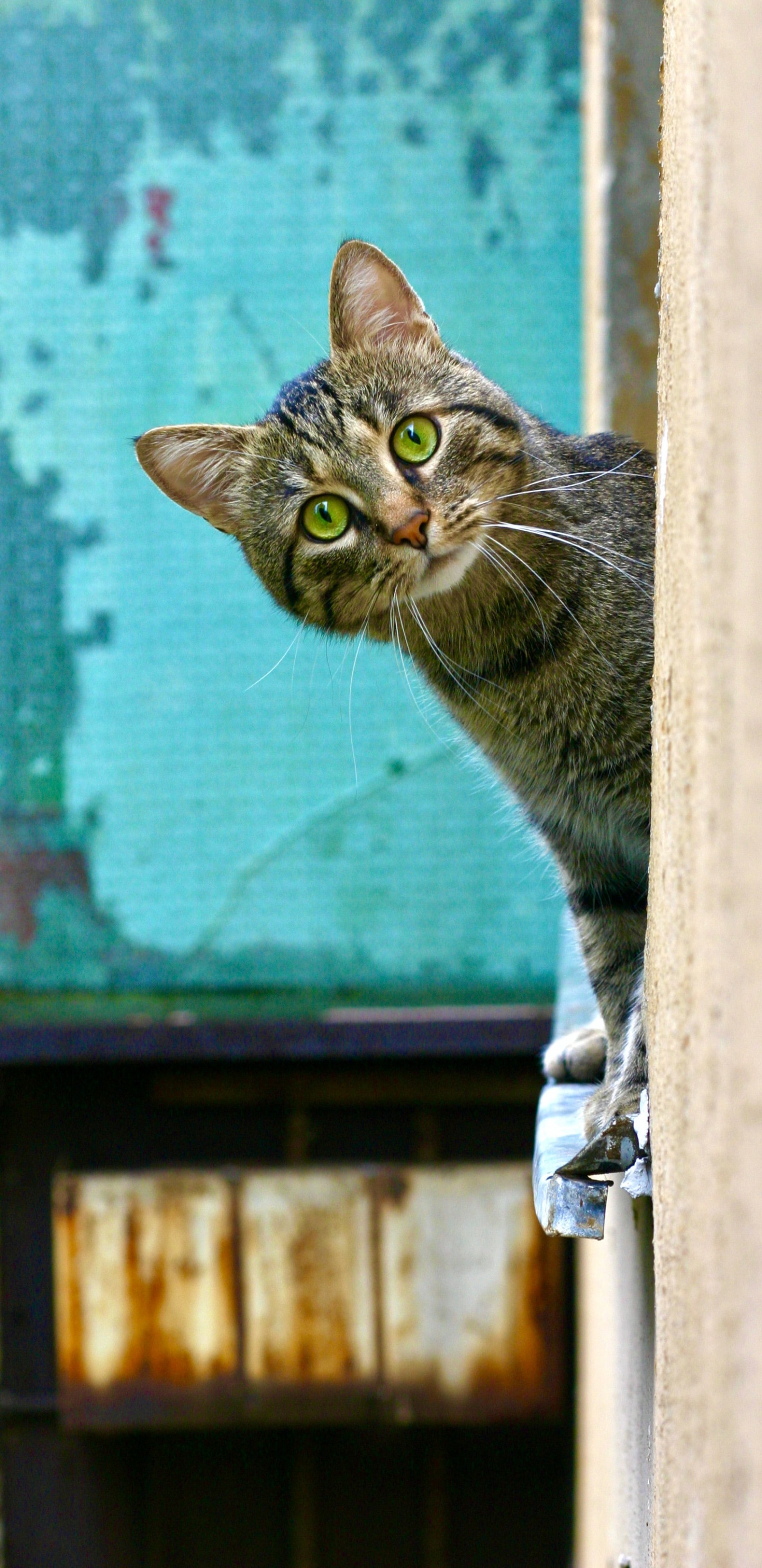 Обои кот, датский дог, кошачий корм, больница для животных трилби, мяуканье в разрешении 1440x2960