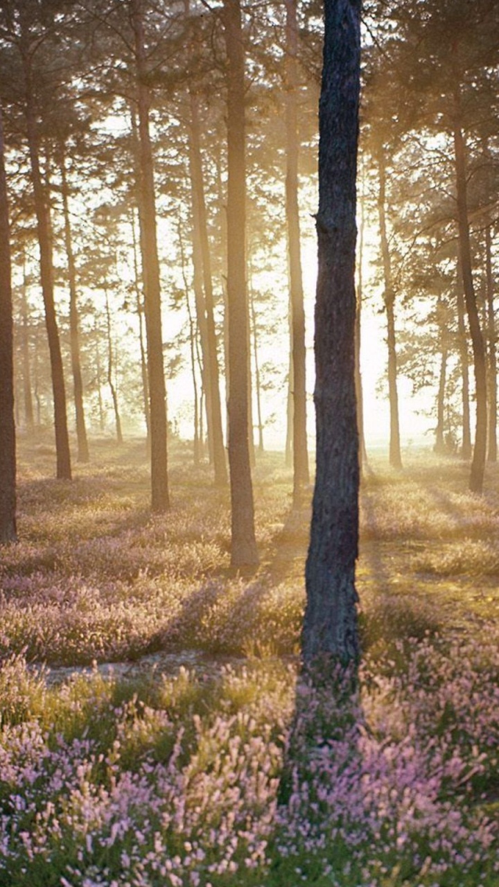 Обои лес, дерево, лесистая местность, природа, пехотинцы в разрешении 720x1280