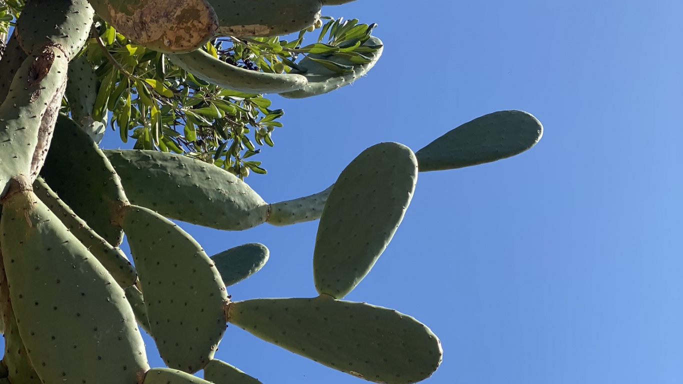 Обои лист, стебель растения, биология, дневное время, ветвь в разрешении 1366x768