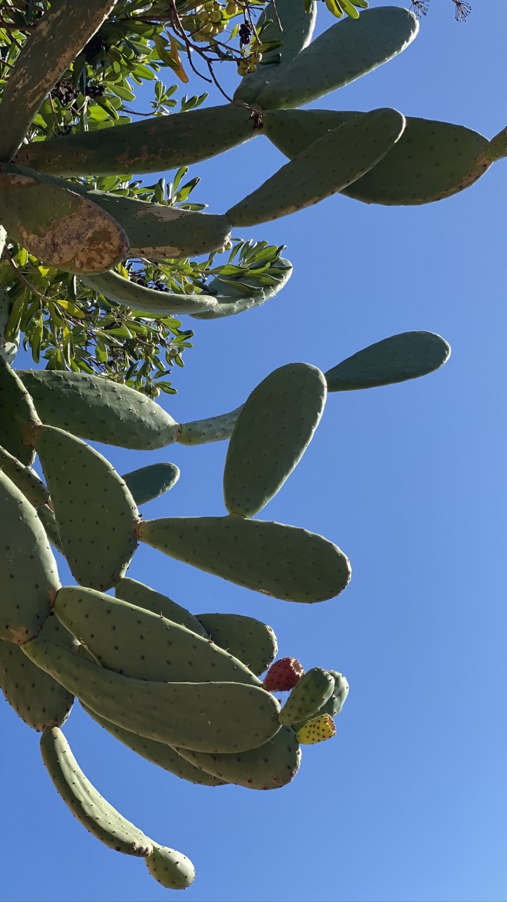 Обои лист, стебель растения, биология, дневное время, ветвь в разрешении 720x1280