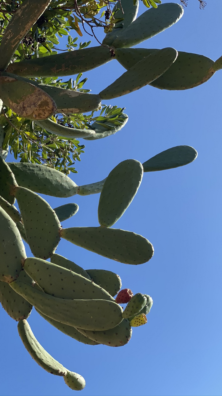 Обои лист, стебель растения, биология, дневное время, ветвь в разрешении 750x1334