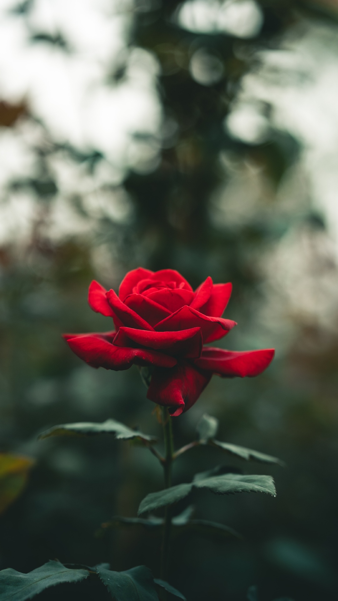 Обои Роза, цветок, розовый, растение, лепесток в разрешении 1080x1920